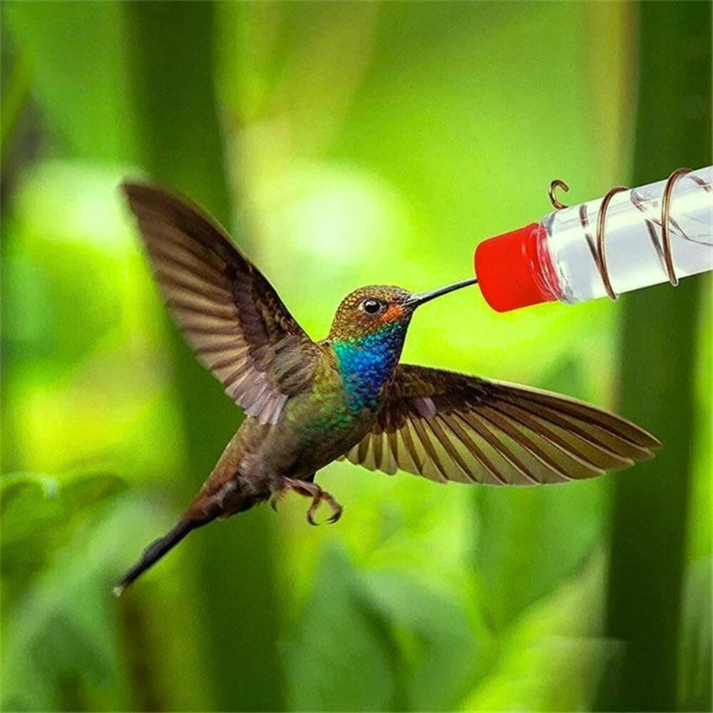 Window Hummingbird Feeder (OOS)