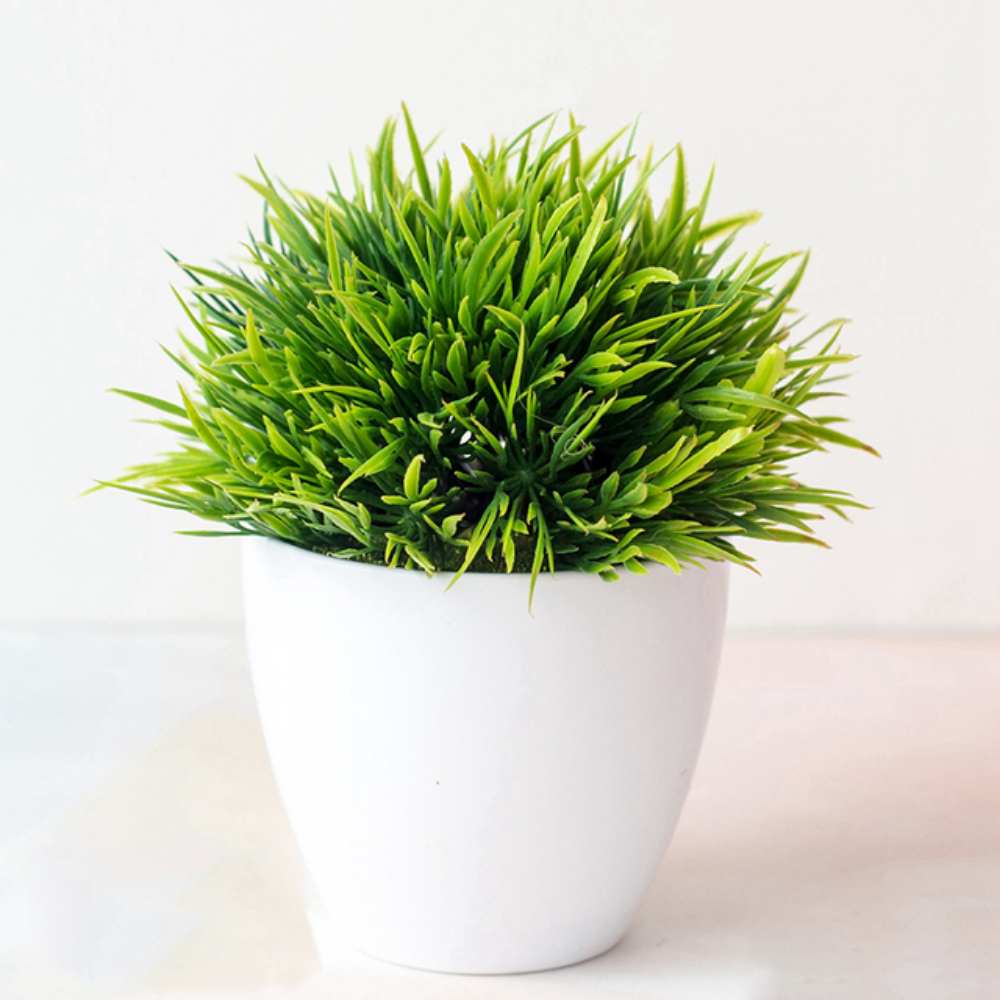 Ornamental Bonsai Tree Olive