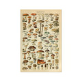 Aesthetic Mushroom Poster