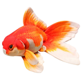 Lucky Koi Plush