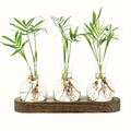 Minimalist Clear Glass Vase Set