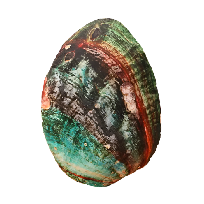 Sea Shell Plushy