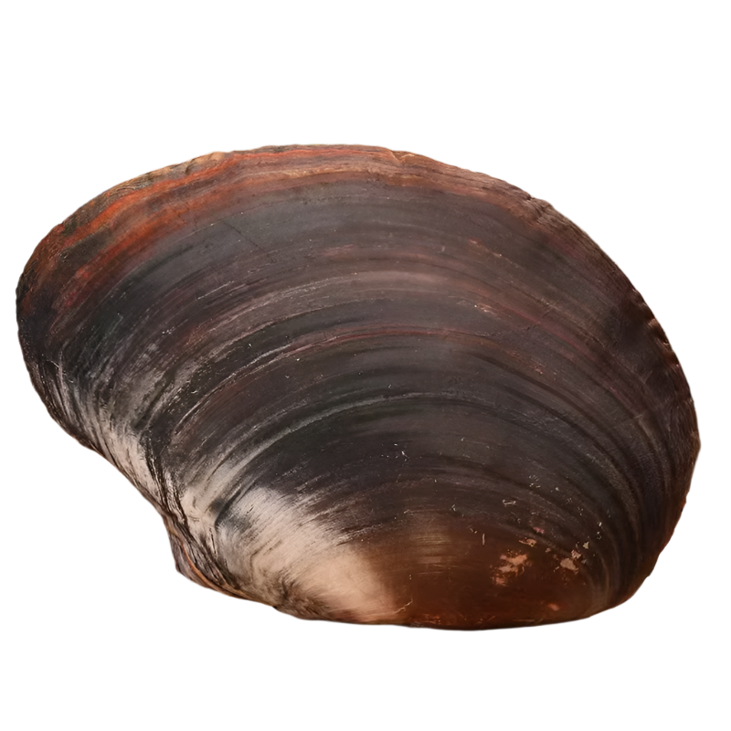 Sea Shell Plushy