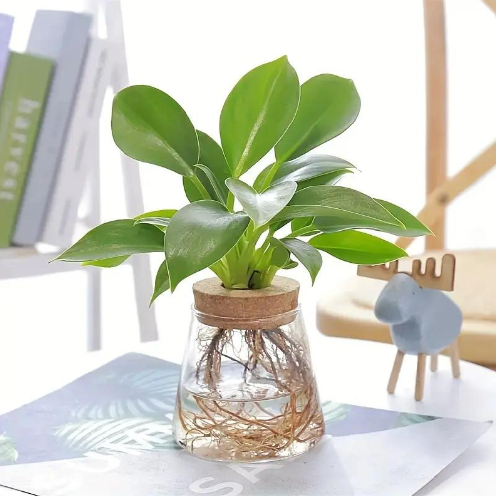 Glass Vase Planter Volcanic
