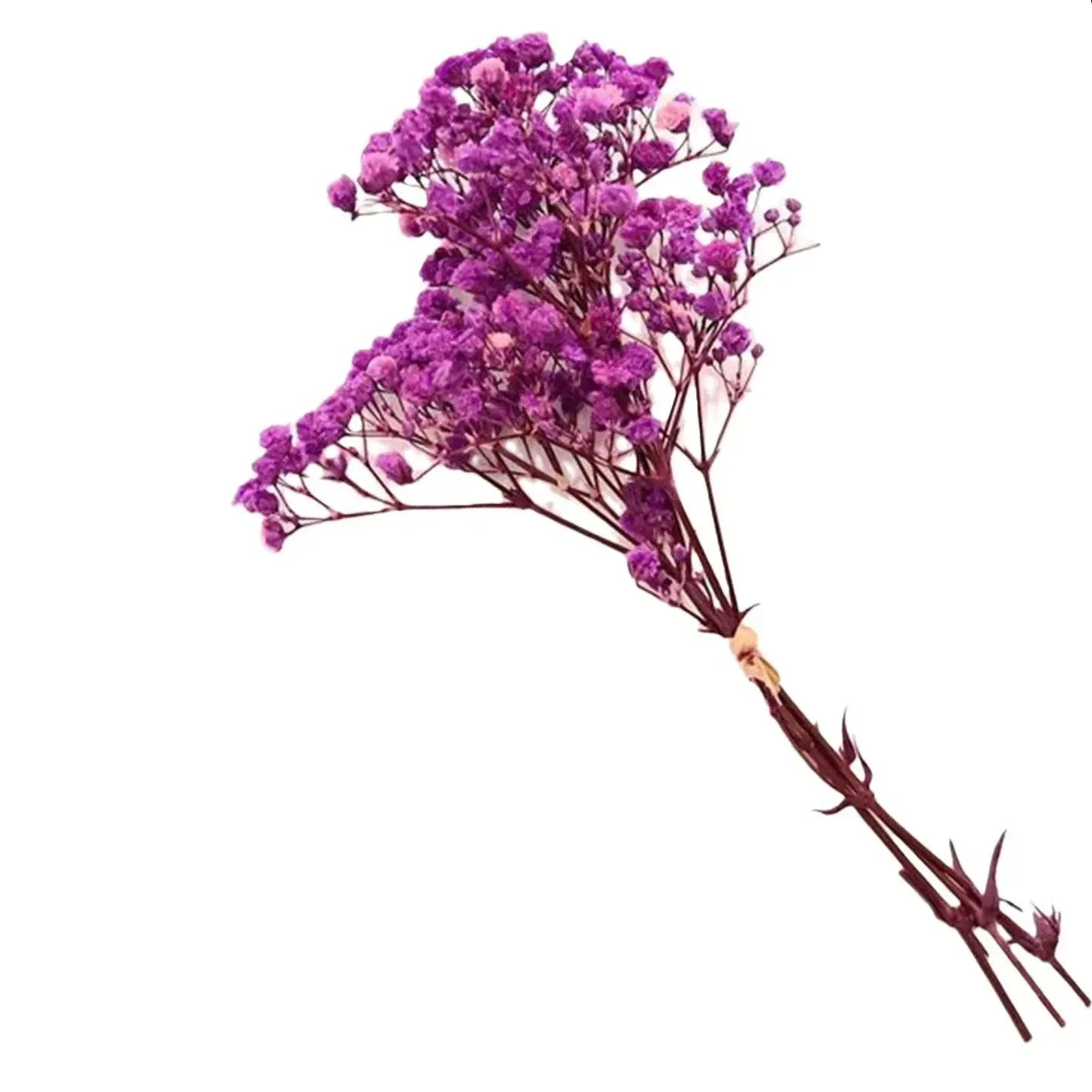Natural Dried Baby's Breath Purple