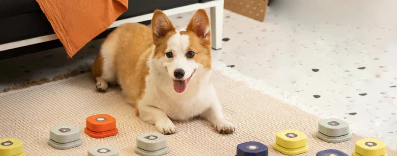 Pet Speak Training Buttons Set