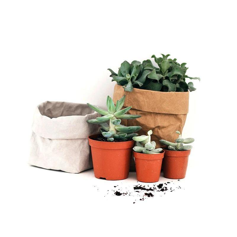 Water-Resistant Sustainable Paper Planter Pouch