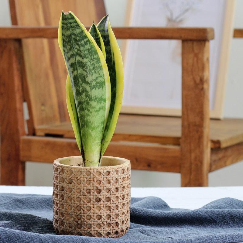 RattanWeave™ Concrete Planter